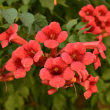 Campsis radicans 'Flamenco'