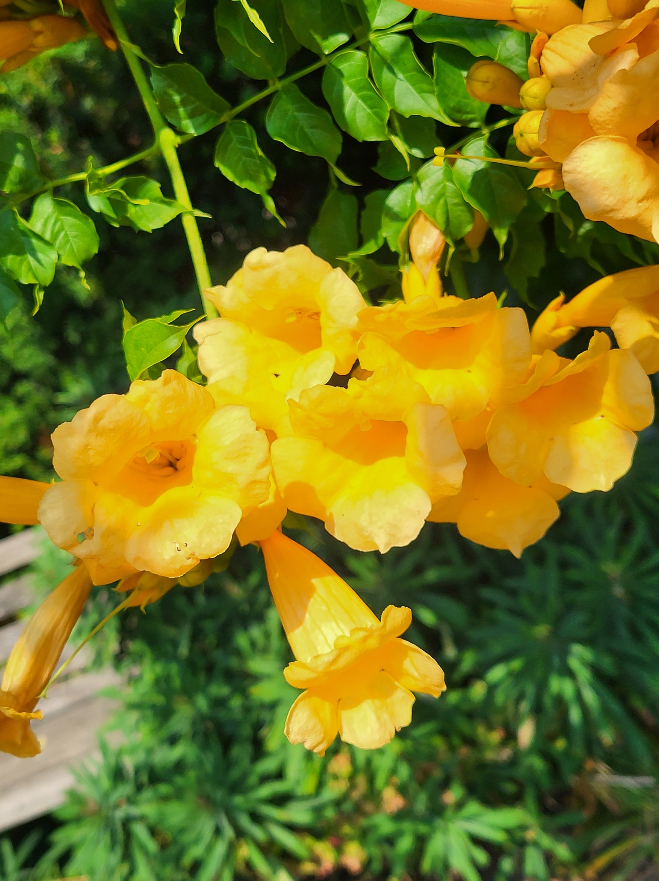 Campsis radicans 'Flava'