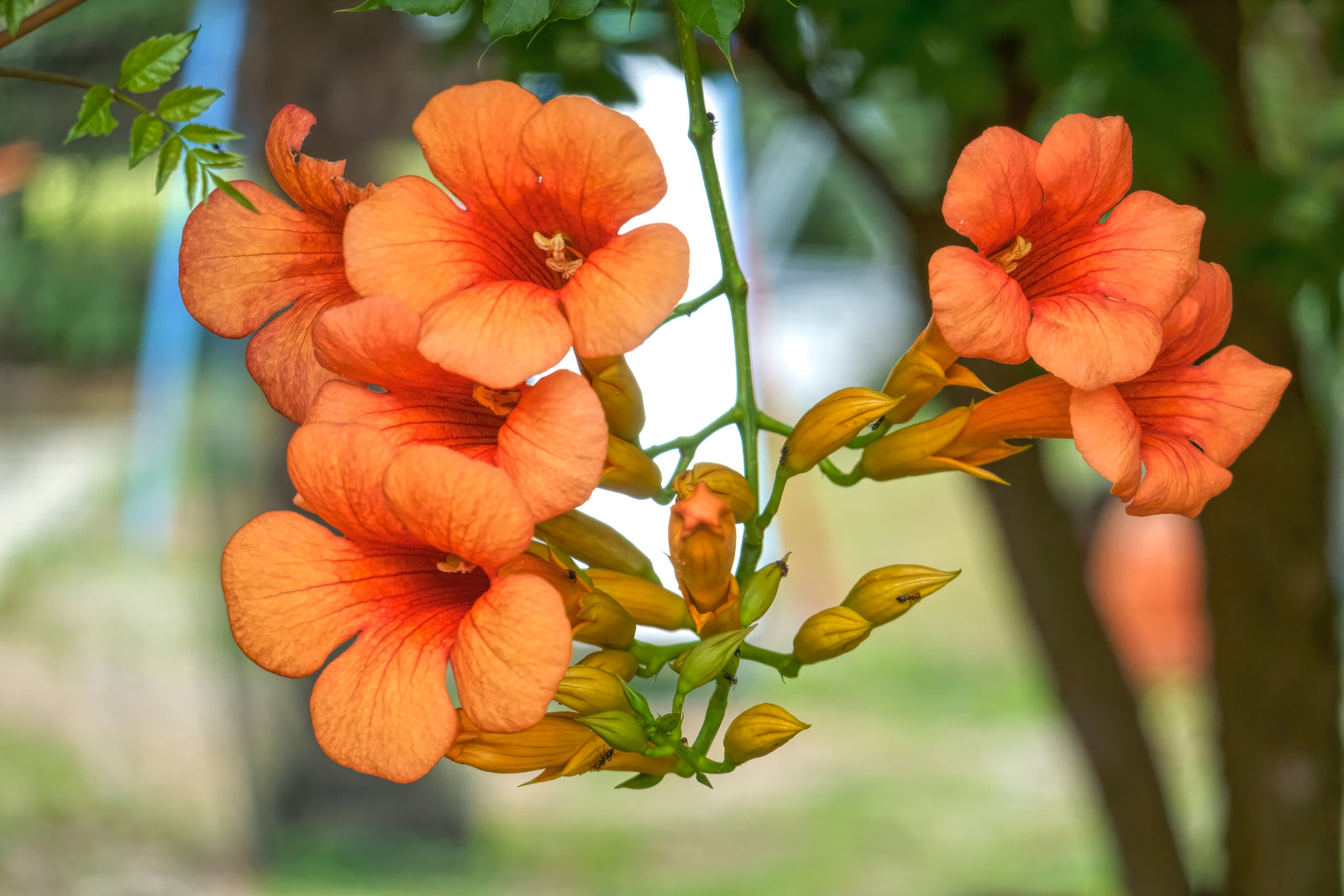 Campsis radicans 'Indian Summer'