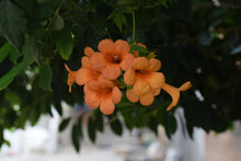 Campsis × tagliabuana 'Summer Jazz'
