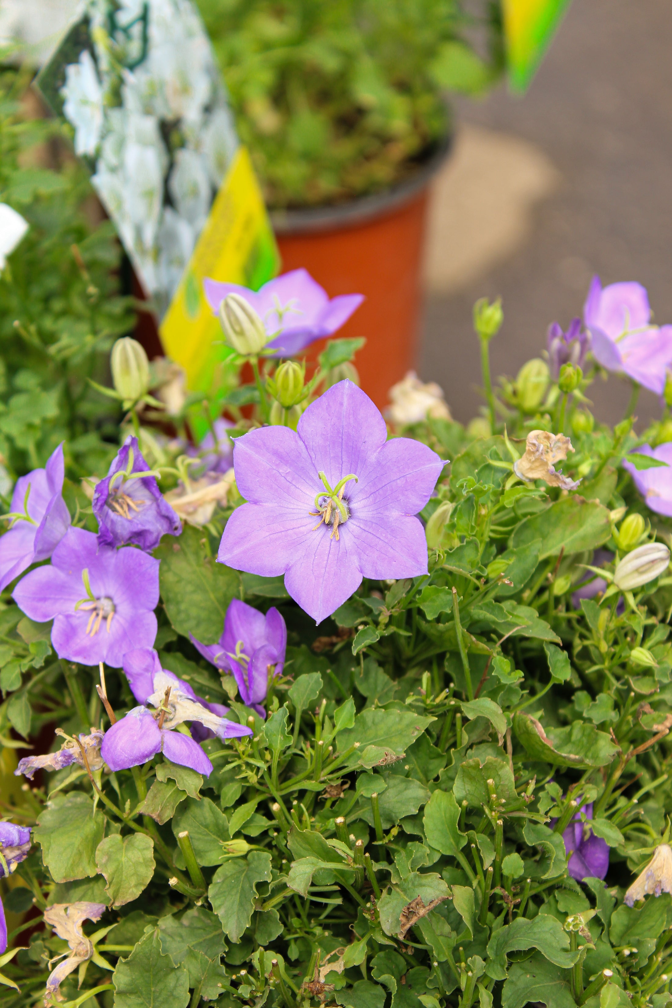 Campanula carpatica 'Blue Clips'