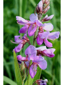 Image officielle 6 de Mélange de fleurs sauvages facile à cultiver, semences à créer.