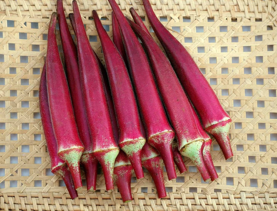 Okra 'Candle Fire' organic