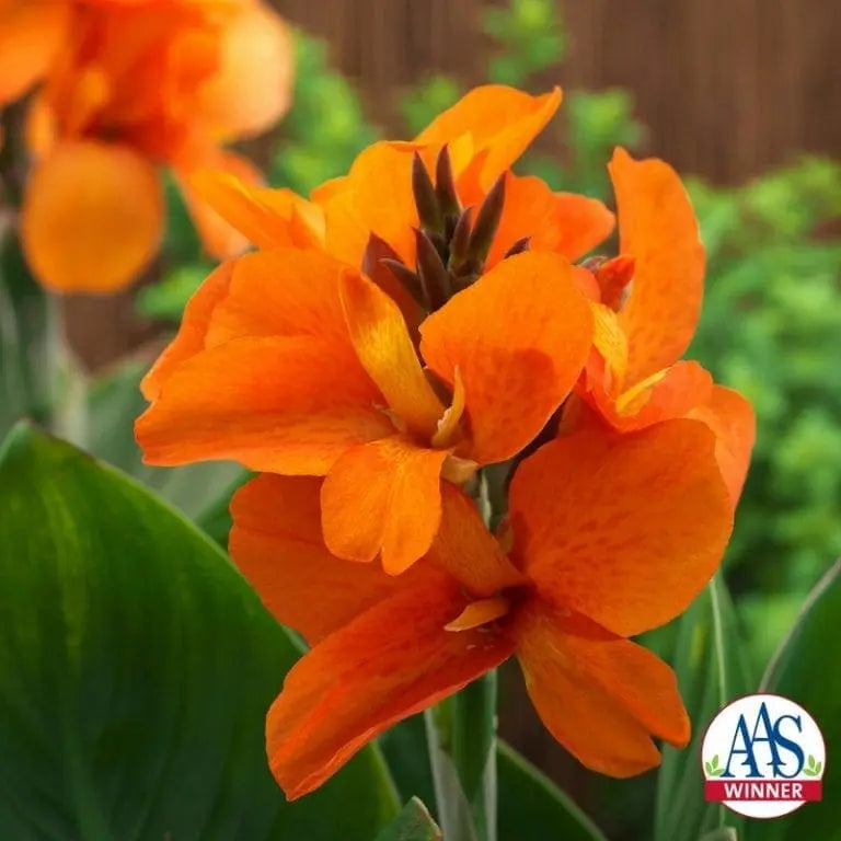 Photo de Canna ‘South Pacific™ Orange’ F1. Perron Le canna 'South Pacific™ Orange F1' est une plante annuelle remarquable, célèbre pour ses grandes fleurs d’un orange vif et éclatant qui illuminent jardins, balcons et contenants. La couleur caractéristique est : orange. Le visuel permet d’observer les contours, les teintes et la disposition des éléments présentés.