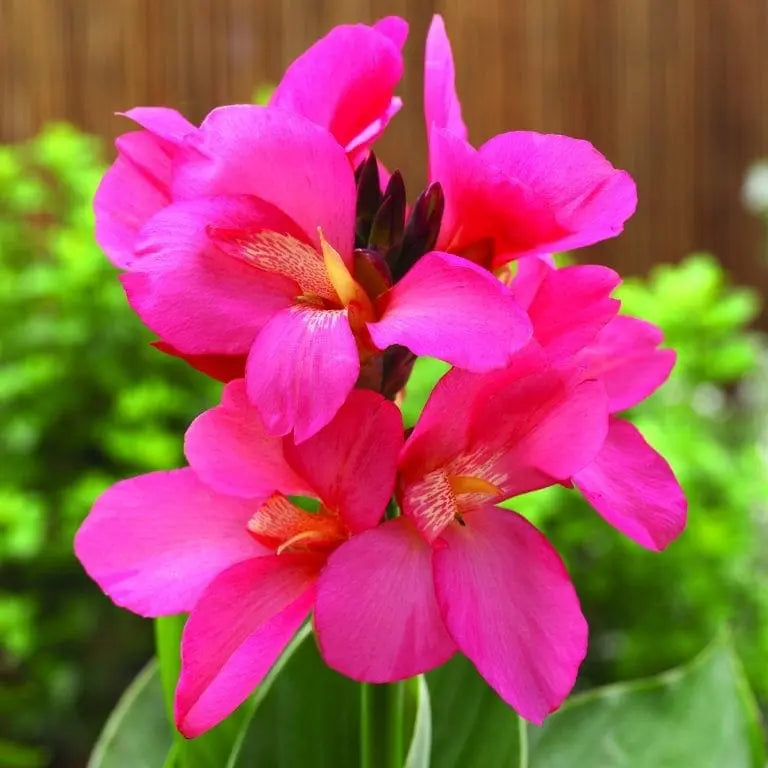 Photo de Canna ‘South Pacific™ Rose’ F1. Perron Le canna 'South Pacific™ Rose F1' est une plante annuelle exceptionnelle, offrant de grandes fleurs d’un rose éclatant et vif qui illuminent vos jardins, balcons et contenants. La couleur caractéristique est : rose. Le visuel permet d’observer les contours, les teintes et la disposition des éléments présentés.
