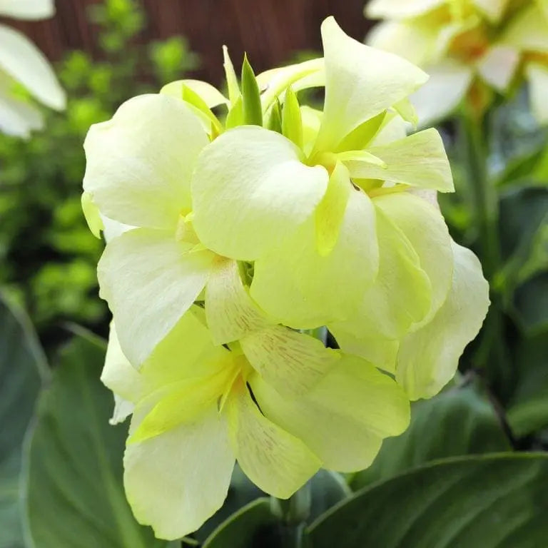 Photo de Canna ‘South Pacific™ Ivory’ F1. La couleur caractéristique est : ivoire blanc. Le visuel permet d’observer les contours, les teintes et la disposition des éléments présentés. Les détails de forme et les contrastes donnent un aperçu de l’apparence de cette plante ou de sa récolte. Cette photographie accompagne la variété nommée afin de l’identifier dans la sélection de semences.