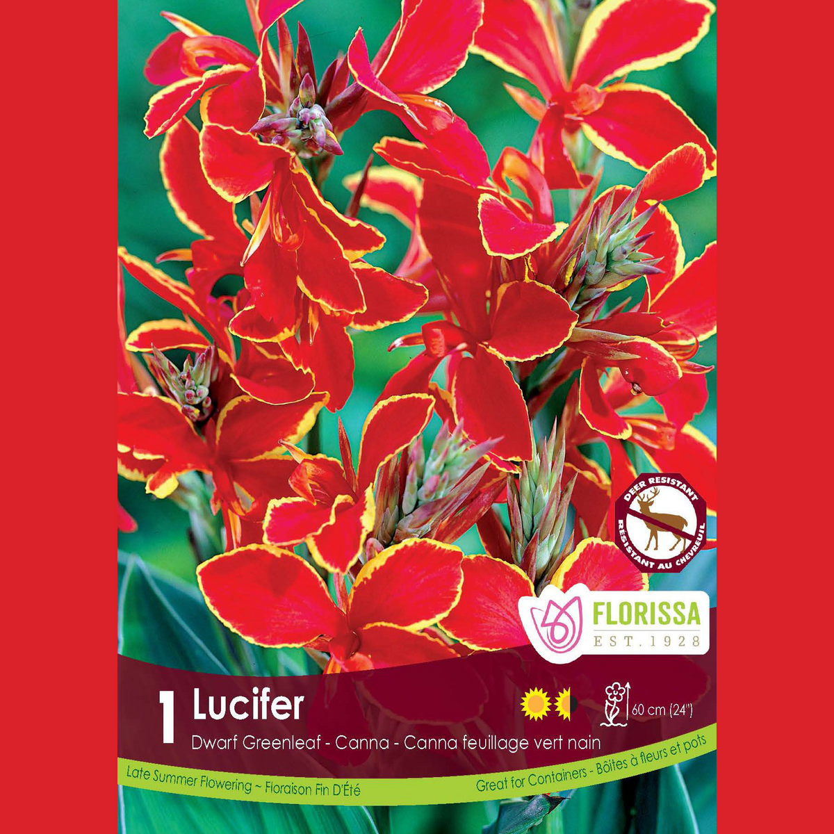 Canna nain ‘Green Lucifer’ ( Canna × ehemanii ‘Lucifer’) : des fleurs de canna rouges bordées de jaune. Le visuel Florissa présente la plante et son nom dans la partie inférieure de l’étiquette. La photographie occupe presque toute la surface, tandis que le bandeau du bas rassemble les indications du produit. Cette vue permet de reconnaître son apparence et de distinguer la variété présentée.