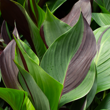 Canna 'Cleopatra'