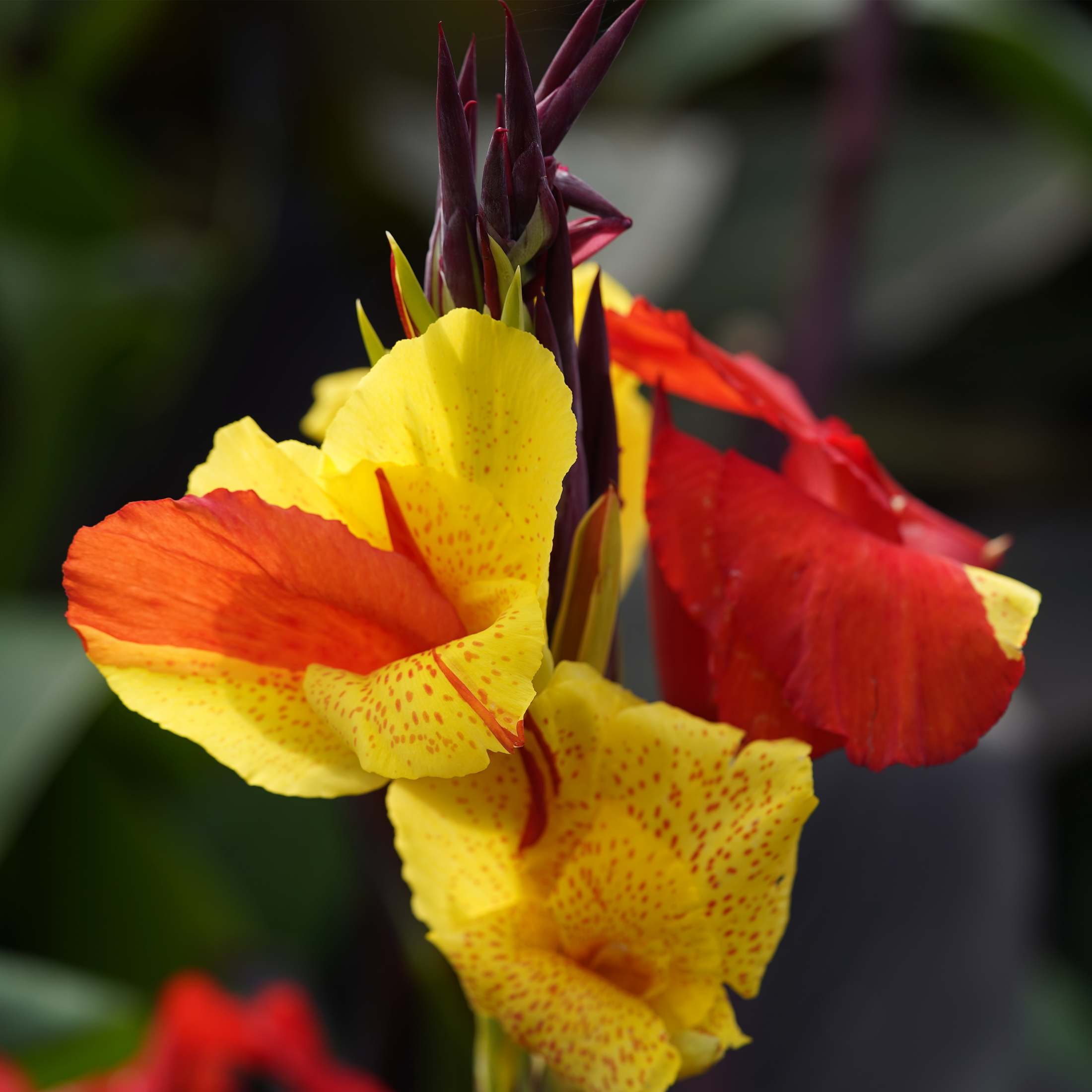 Canna 'Cleopatra'