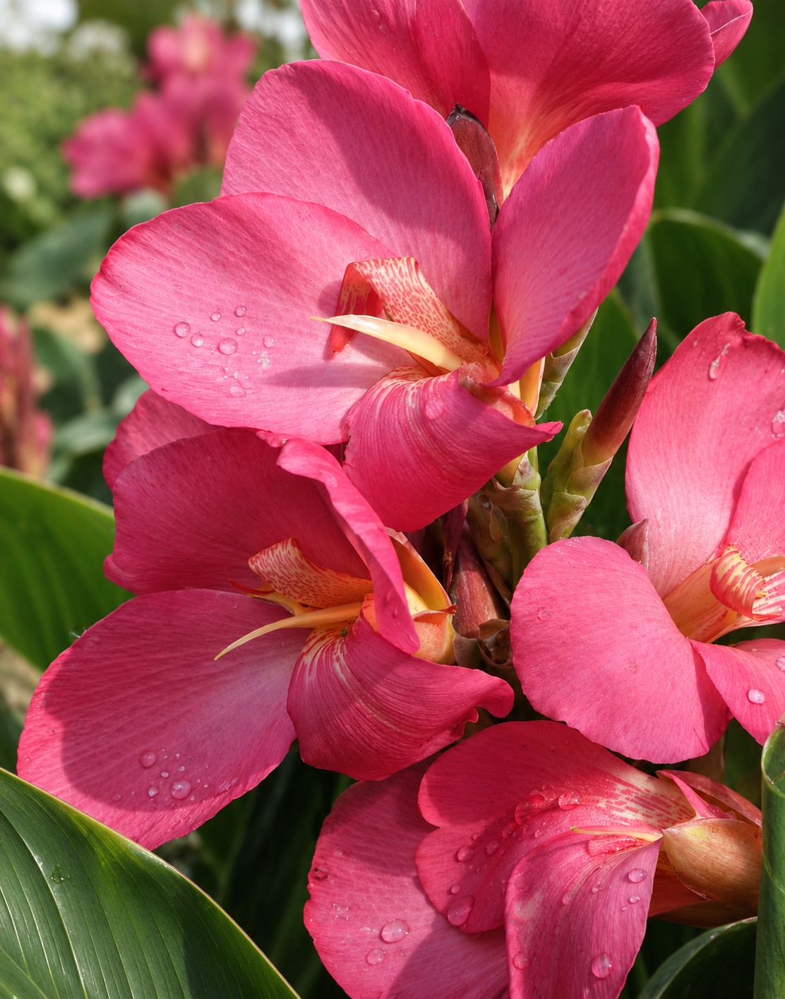 Canna 'South Pacific™ Rose' F1
