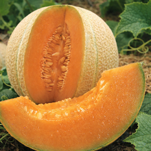 Organic cantaloupe 'Hearts of Gold'