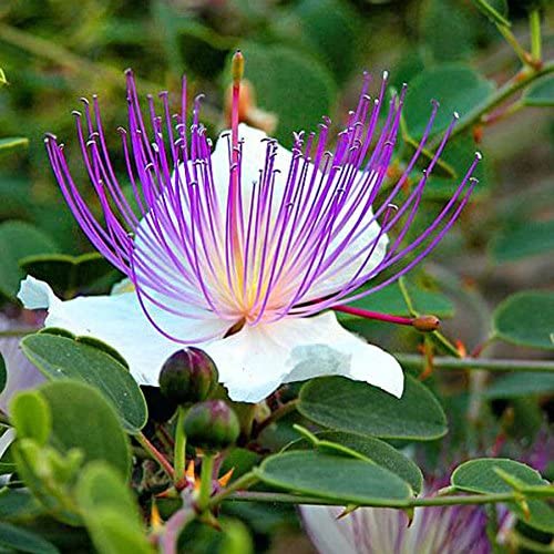 Semences Câprier (Capparis spinosa)