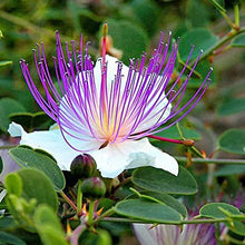 Semences Câprier (Capparis spinosa)
