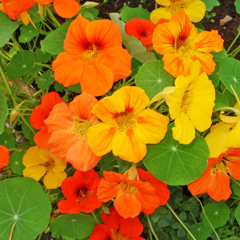 Organic Nasturtium 'Jewel'