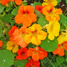 Organic Nasturtium 'Jewel'