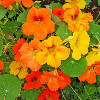 Capucine Jewel. Fleurs de capucine orange et jaunes sur des feuilles rondes. Le cadrage permet de voir les formes, les couleurs et les détails du sujet représenté. Les contours se détachent du fond de l’image, avec des différences de teinte et de texture visibles sur les surfaces. Cette vue accompagne la présentation du produit dans la boutique.