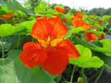 Capucine 'Spitfire'
