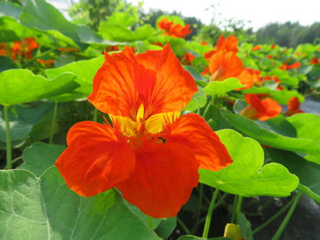 Capucine 'Spitfire'