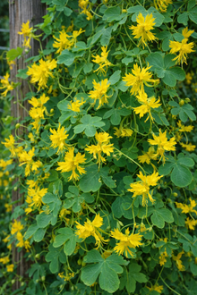 Nasturtium 'Canary Creeper'