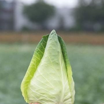 Chou 'Caraflex F1' bio
