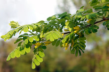 Caragana arborescens
