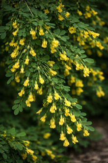 Caragana arborescens 'Pendula'