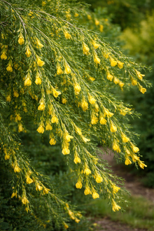 Siberian Pea Shrub