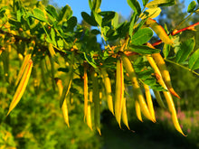 Caragana arborescens