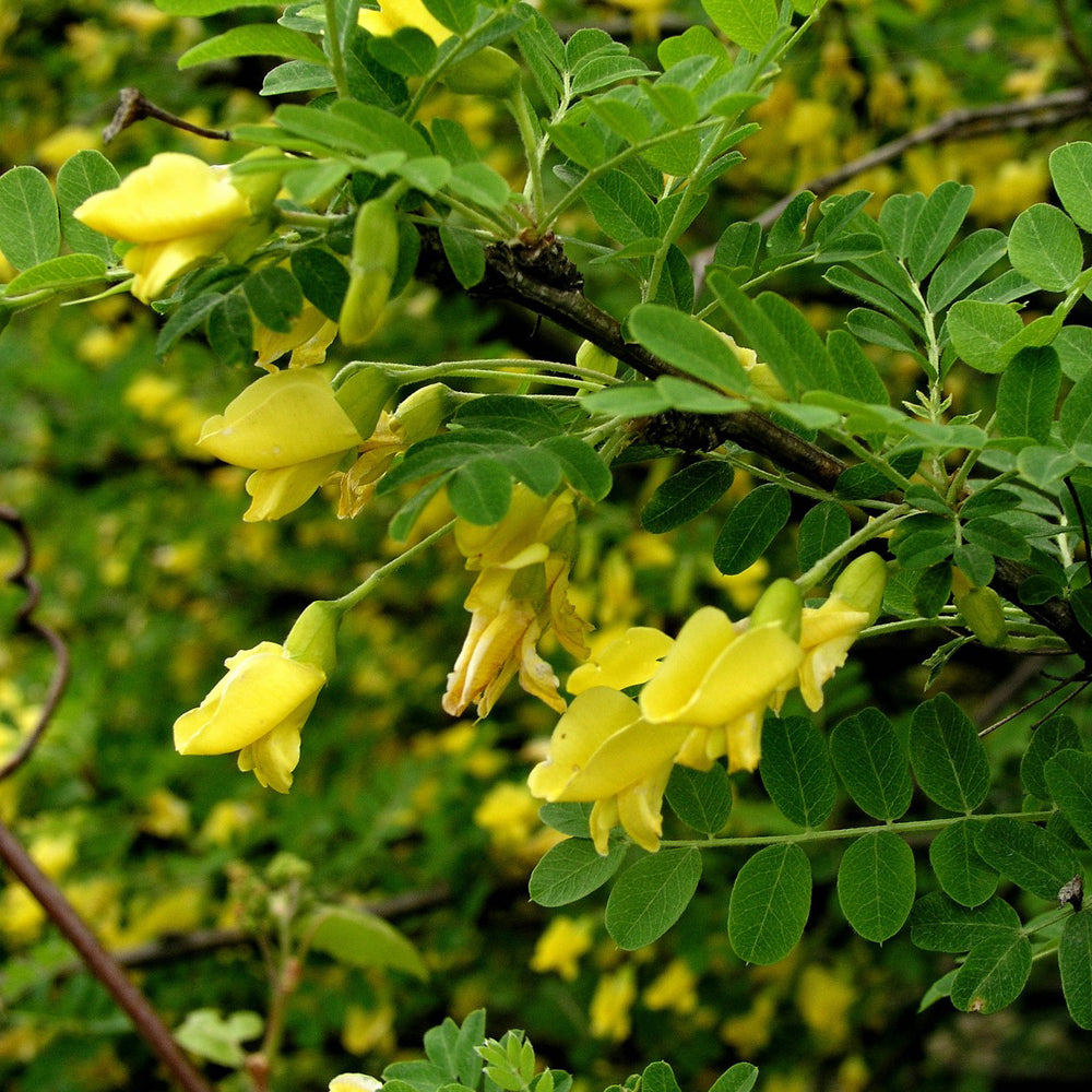 Organic Siberian Caragana