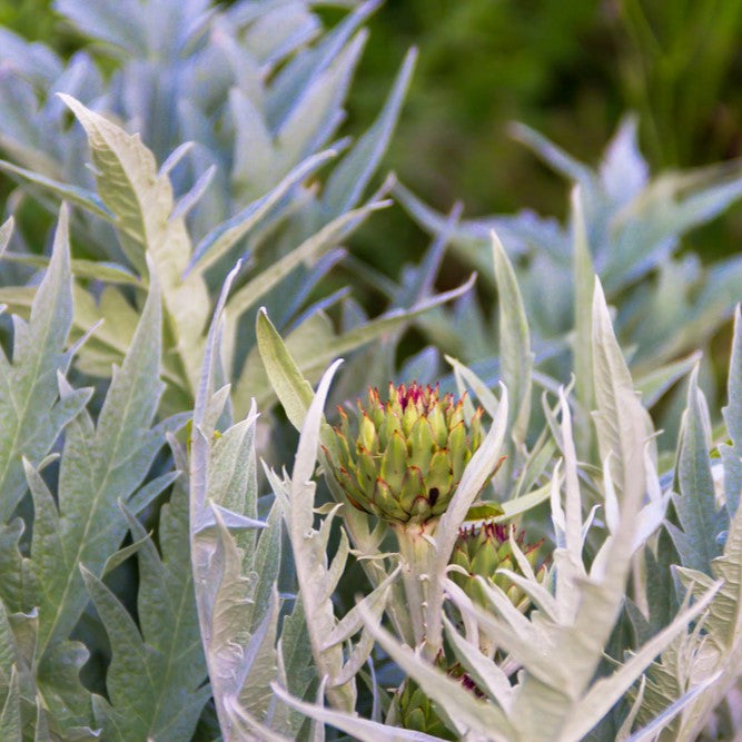 Photo de Cardon 'Silver Leaf'. Son feuillage argenté spectaculaire apporte une texture unique et met en valeur les végétaux environnants. La couleur caractéristique est : feuillage argenté. Le visuel permet d'observer les contours, les teintes et la disposition des éléments présentés. Les détails de forme et les contrastes donnent un aperçu de l'apparence de cette plante ou de sa récolte.