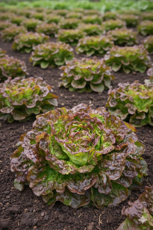 Laitue rouge 'Carmona' bio