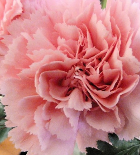 Semences Œillet Chabaud rose (Dianthus caryophyllus)