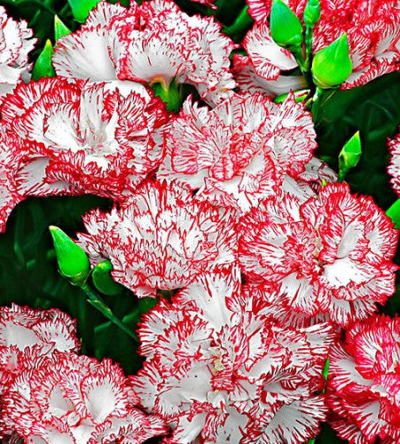 Semences Œillet Chabaud rouge et blanc (Dianthus caryophyllus)