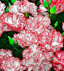 Semences Œillet Chabaud rouge et blanc (Dianthus caryophyllus)