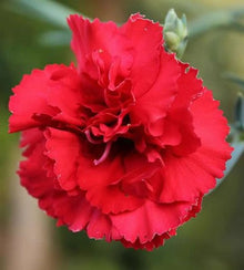 Semences Œillet Chabaud rouge (Dianthus caryophyllus)