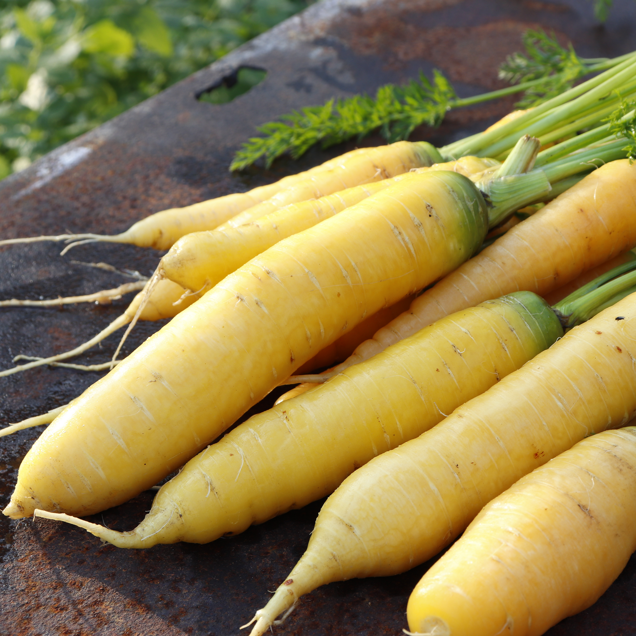 Mellow Yellow Carrot