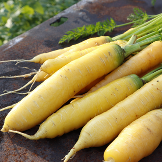 Carotte Mellow Yellow