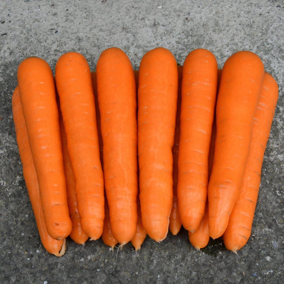 Photo de Carotte ‘Nantaise améliorée’. La couleur caractéristique est : orange. Les racines présentent cette forme : cylindrique. Le visuel permet d’observer les contours, les teintes et la disposition des éléments présentés. Les détails de forme et les contrastes donnent un aperçu de l’apparence de cette plante ou de sa récolte.