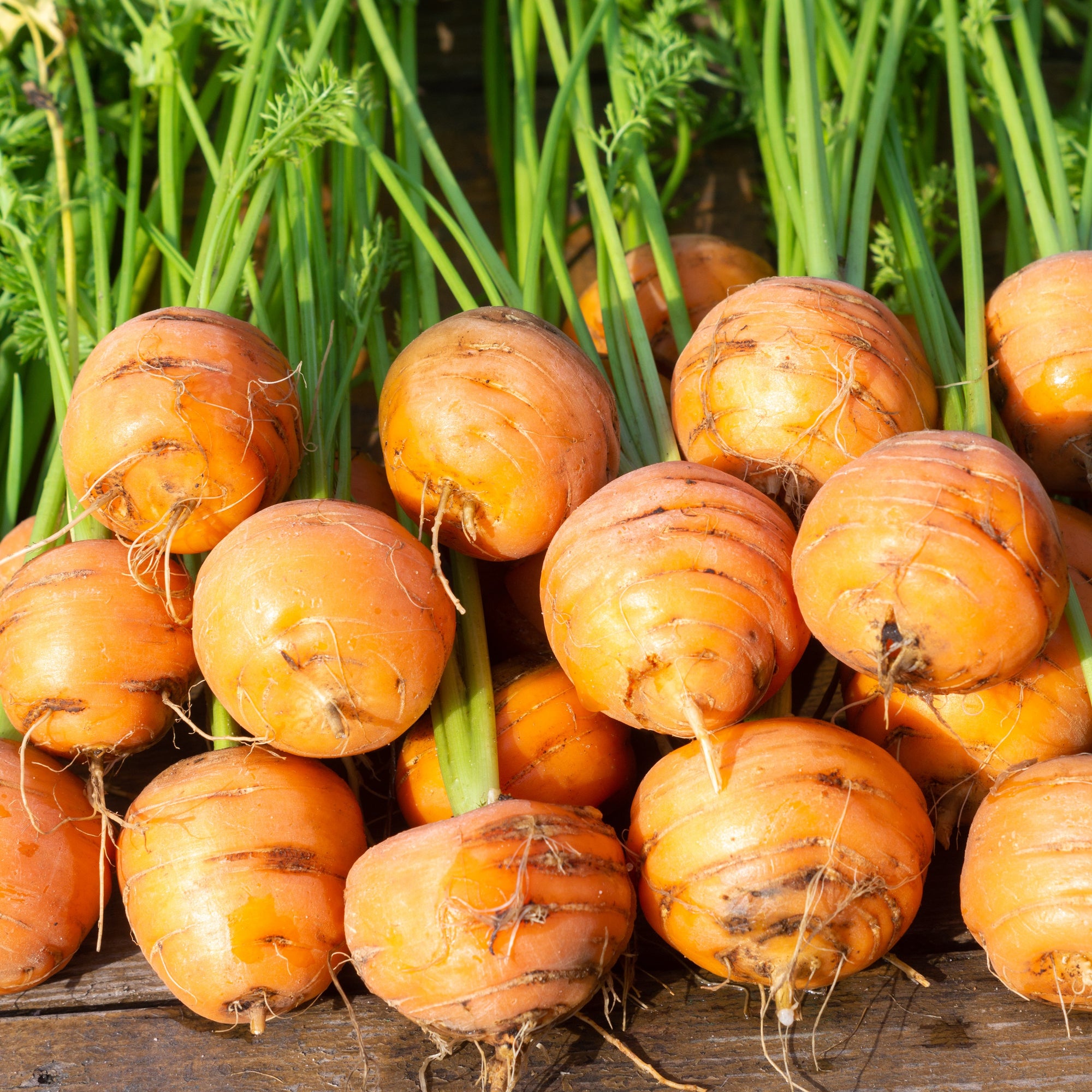 Carotte (<em>Daucus carota</em> ‘Atlas Ronde’)
