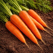 'Chantenay to Centre Rouge' carrot on ribbon
