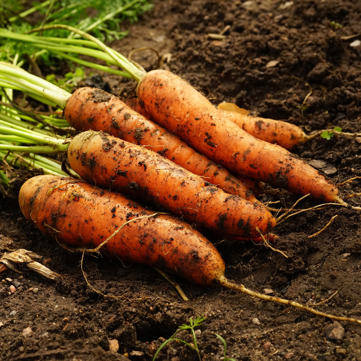 Organic ‘Little Finger’ carrot (<em>Daucus carota</em> subsp. <em>sativus</em>)