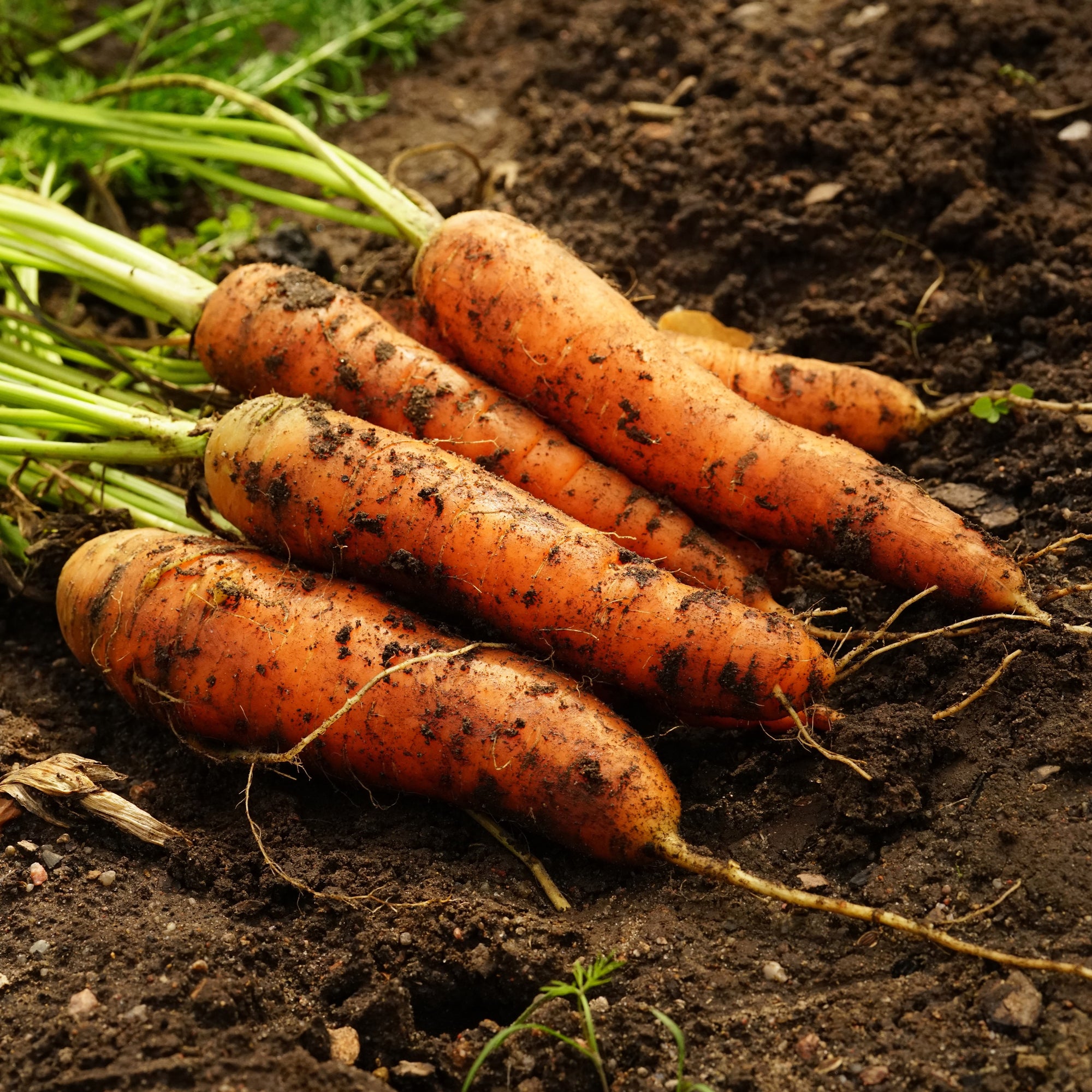 Organic ‘Little Finger’ carrot (<em>Daucus carota</em> subsp. <em>sativus</em>)