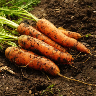 Close-up of several freshly harvested orange carrots resting on dark, loose soil. Short-to-medium roots are thick, cylindrical, and gently tapered, with fine tips and a few rootlets. Specks of soil still cling to their textured surfaces. Pale green leaf stalks and part of the foliage extend toward the upper-left corner. The image suggests a rustic harvest lifted directly from the garden, with natural variations in root shape and size.
