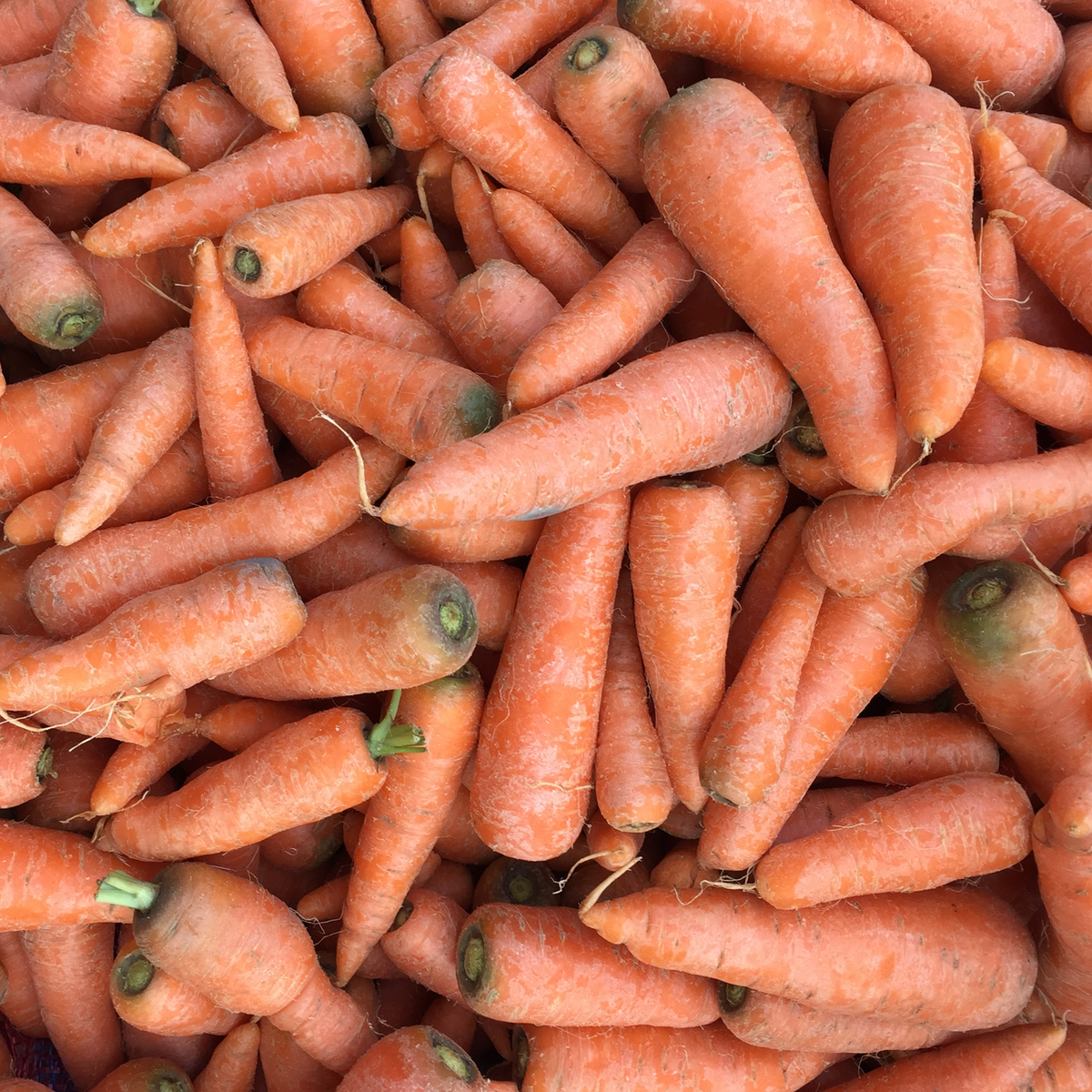 Malbec Carrot