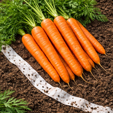 'Mercurio F1' hybrid carrot on tape