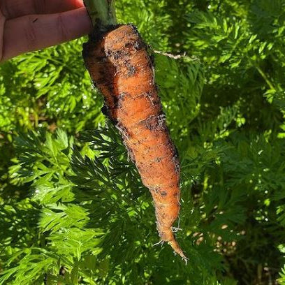 Organic 'Nantes Mini Core' carrot