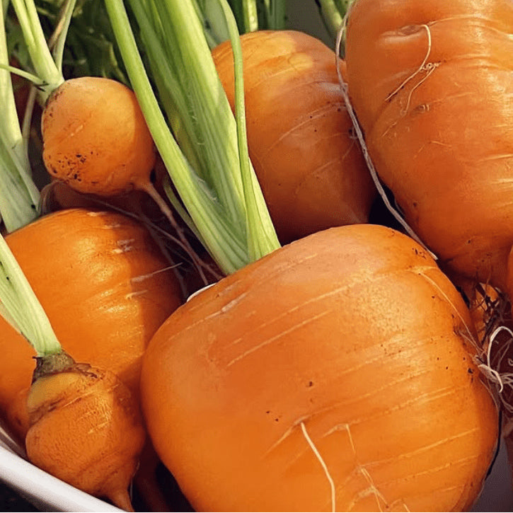Organic 'Parisian' carrot