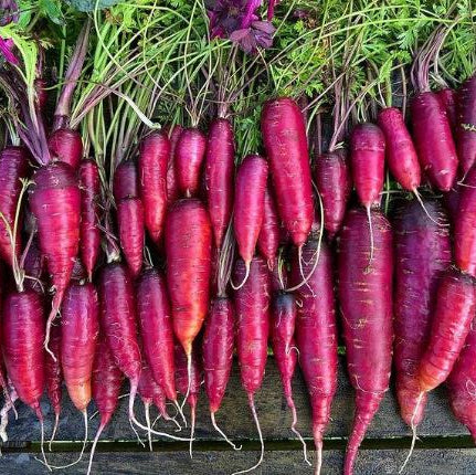 Carotte 'Purple Dragon' bio