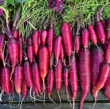 Carotte 'Purple Dragon' bio