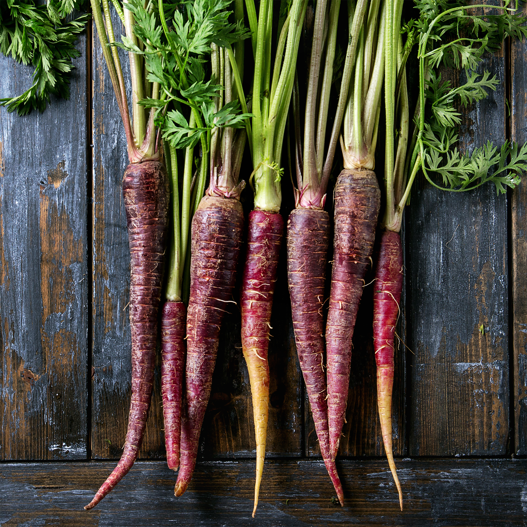 Purple Haze Carrot